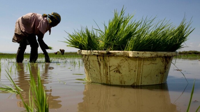 Wetland Farming for Changing Climates